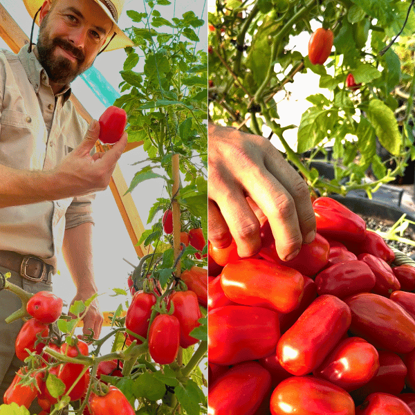 San Marzano Tomatensamen