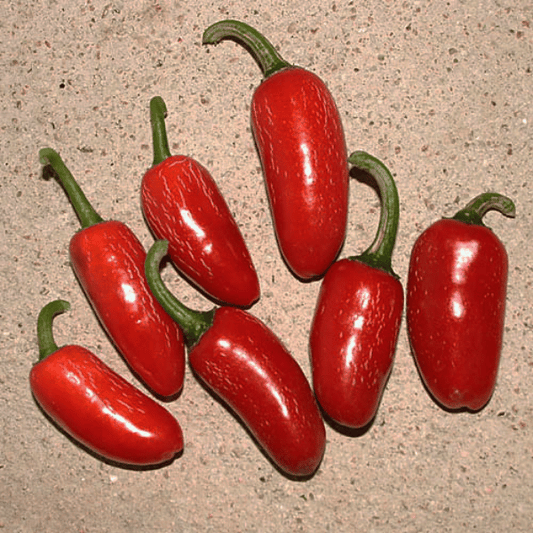 TAM Jalapeño Chili Samen