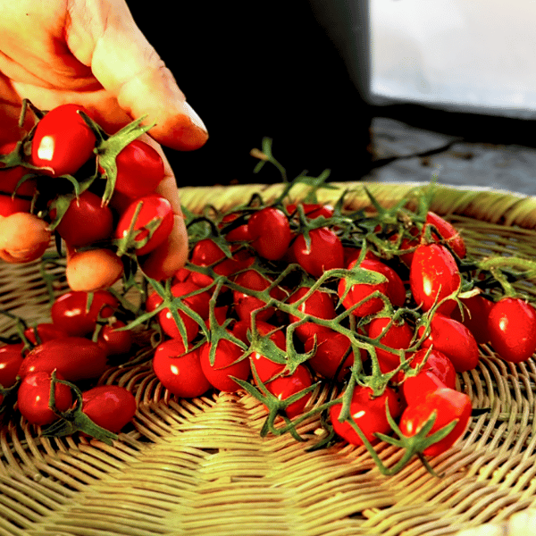 Teardrop Tomatensamen