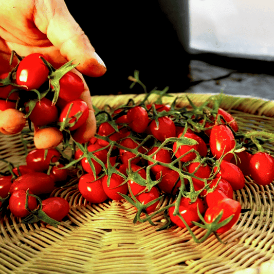 Teardrop Tomatensamen
