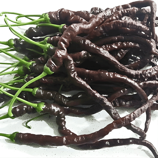 Thunder Cacho Brown Chili Samen