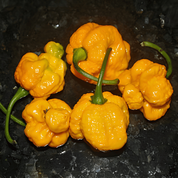 Trinidad Moruga Scorpion Yellow Chili Seeds - semillas.de – Semillas.de ...