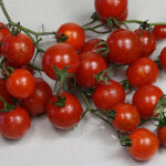 100s and 1000s rote sehr ertragreiche Cherry Tomate