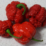 7pot Brainstrain Red rote ertragreiche extrem scharfe Chili