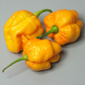 7pot Brainstrain Yellow gelbe ertragreiche extrem scharfe Chili