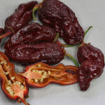 7pot Bubblegum Chocolate interessante extrem scharfe Chili Hybride