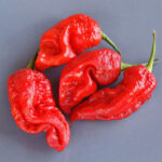 7pot Chaguanas Red extrem scharfe rote 7pot Chili aus Trinidad und Tobago