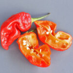 7pot Chaguanas Red extrem scharfe rote 7pot Chili aus Trinidad und Tobago