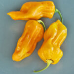 7pot Chaguanas Yellow extrem scharfe gelbe 7pot Chili von Trinidad und Tobago