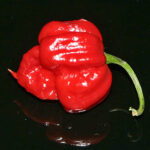 7pot Jonah superscharfe rote Capsicum chinense Chili aus der Karibik