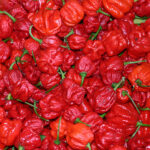 7pot Jonah superscharfe rote Capsicum chinense Chili aus der Karibik