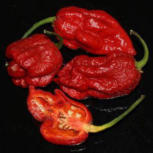 7pot Katie extrem scharfe rote Capsicum chinense Chili Kreuzung