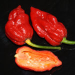 7pot Katie extrem scharfe rote Capsicum chinense Chili Kreuzung