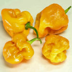 7pot Orange-Yellow ist eine Rarität. Hell orange abreifende 7-Pot, die aufgrund einer spontanen Mutation entstanden ist. Die Früchte sind extrem scharf bei ausgezeichnetem Aroma.