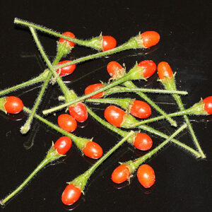 CAP 1478 ist eine Capsicum praetermissum Akzession. Sehr große Pflanzen, hunderte kleiner Beeren mit mittlerer Schärfe produzieren. Dekoration, Rot