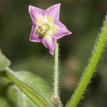 CAP 1478 ist eine Capsicum praetermissum Akzession. Sehr große Pflanzen, hunderte kleiner Beeren mit mittlerer Schärfe produzieren. Dekoration, Rot