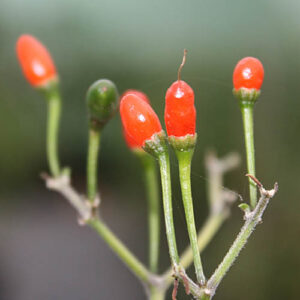 Capsicum annuum var. glabriusculum Wildsorte. Sehr große, produktive Pflanzen, Kleine, etwa 0,8cm lange Beeren mit mittlerer Schärfe. Dekoration, Rot