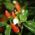 Capsicum annuum var. glabriusculum Wildsorte aus Peru. Ihre starkwüchsigen Pflanzen tragen hunderte kleiner, länglicher Beeren, die sehr scharf sind. Dekoration, Rot