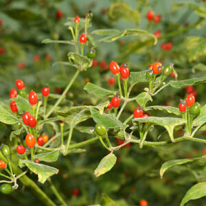 Sehr seltene Wildsorte mit hunderten kleiner Beeren mit mittlerer Schärfe und ganz speziellem Aroma. Salsa, Pulver, Flocken, Rot