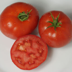 Sehr gute Tomatensorte mit ca. 100g schweren Früchten. Pflanzen haben eine natürliche Resistenz gegen Krautfäule. Salat, Stabtomate, Fleischtomate.