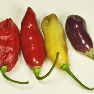 Mittelscharfe Capsicum chinense stammt aus Peru. Früchte reifen von violett über gelb nach dunkelrot ab, fruchtiges, teilweise leicht zitroniges Aroma. Salsa, Chutney, Rot