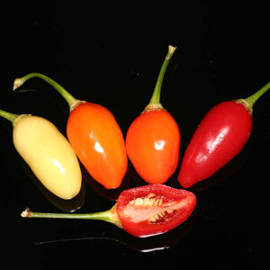 Mittelscharfe Capsicum baccatum unbekannter Herkunft. Starkwüchsige Pflanzen liefern sehr hohe Erträge. Aroma der Früchte erinnert an Beeren. Salsa, Pulver, Flocken, Chutney, Rot