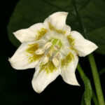 Mittelscharfe Capsicum baccatum unbekannter Herkunft. Starkwüchsige Pflanzen liefern sehr hohe Erträge. Aroma der Früchte erinnert an Beeren. Salsa, Pulver, Flocken, Chutney, Rot