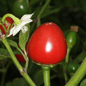 Kräftige Capsicum annuum. Auch bei kühleren Temperaturen guter Fruchtansatz. Kirschen liefern eine mittlere Schärfe. Snack, Rot