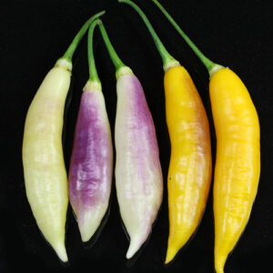 Ají Challuaruro Amarillo Capsicum baccatum v. pendulum aus dem peruanischen Bergland leichte bis mittlere Schärfe