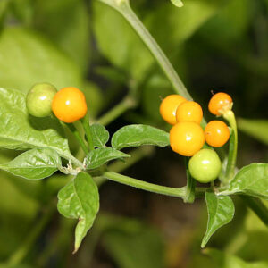 Scharfe Capsicum chinense Wildsorte aus Peru. Buschförmig wachsende Pflanzen liefern sehr hohe Erträge, mit hervorragendem Aroma. Trocknen, Gelb