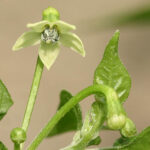 Scharfe Capsicum chinense Wildsorte aus Peru. Buschförmig wachsende Pflanzen liefern sehr hohe Erträge, mit hervorragendem Aroma. Trocknen, Gelb