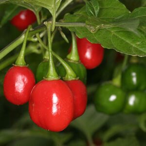 Mittelscharfe Capsicum chinense Sorte aus Peru. Sehr hohe Erträge, wie kleine Kirschbäume. ARS/GRIN Accessionsnummer: PI 159248 Pulver, Flocken, Rot