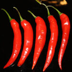 Capsicum baccatum aus Bolivien. Kräftige Pflanzen liefern hohe Erträge mittelscharfer Schoten. Pulver, Flocken, Rot