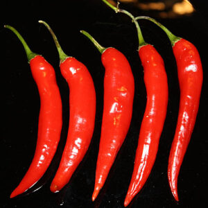 Capsicum baccatum aus Bolivien. Kräftige Pflanzen liefern hohe Erträge mittelscharfer Schoten. Pulver, Flocken, Rot