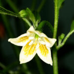 Capsicum baccatum aus Bolivien. Kräftige Pflanzen liefern hohe Erträge mittelscharfer Schoten. Pulver, Flocken, Rot