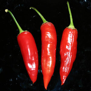 Ertragreiche Capsicum baccatum aus Curico in Chile. Mittelscharfen Früchte sind besonders beliebt aufgrund ihres ausbalancierten Aromas. Salsa, Chutney, Rot