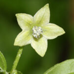 Scharfe Capsicum frutescens aus Kuba (CAP 766). Pflanzen sind Massenträger, die zahlreiche große Früchte produzieren. Perfekte Basis für scharfe Salsa. Chutney, Rot