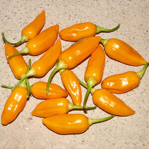 Diese scharfe Capsicum baccatum liefert hohe Erträge orange-gelber Schoten, die ein sehr feines, fruchtiges Aroma haben.Salsa, Chutney, Flocken, Pulver, Orange