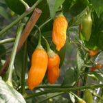 Diese scharfe Capsicum baccatum liefert hohe Erträge orange-gelber Schoten, die ein sehr feines, fruchtiges Aroma haben.Salsa, Chutney, Flocken, Pulver, Orange