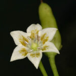 Mittelscharfe Capsicum baccatum v. pendulum aus Ecuador. Ihre starkwüchsigen Pflanzen liefern sehr hohe Erträge. ARS/GRIN Accessionsnummer: PI 595905. Salsa, Chutney, Rot