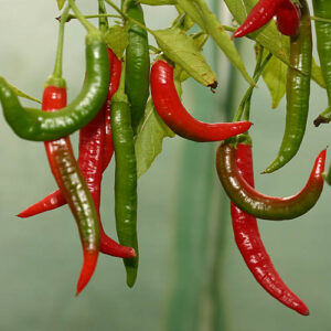 Capsicum baccatum v. pendulum aus Brazilien. Mehrjährige Pflanzen liefern hohe Erträge mittelscharfer Früchte. Accessionsnummern: PI 441565 und BGH 1780. Salat, Salsa, Rot