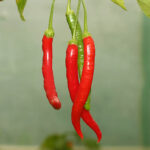 Capsicum baccatum v. pendulum aus Brazilien. Mehrjährige Pflanzen liefern hohe Erträge mittelscharfer Früchte. Accessionsnummern: PI 441565 und BGH 1780. Salat, Salsa, Rot