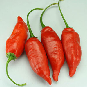 Starkwüchsige und robuste Capsicum baccatum aus dem Norden Perus. Große, knackige, mittelscharfe Früchte. Salat, Snack, Rot