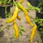 Capsicum baccatum v. pendulum aus Russland. Ertragreiche Büsche produzieren zahlreiche fruchtige und scharfe Schoten. ARS/GRIN Accessionsnummer: PI 594138. Salsa, Chutney, Gelb