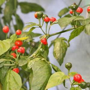 Capsicum baccatum aus Mexiko - Hohe Erträge mit mittlerer Schärfe. Mehrjährige Pflanzen können Größe eines Baumes erreichen. ARS/GRIN Accessionsnummer PI 439380. Salsa, Snack, Rot