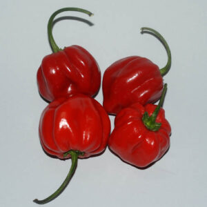 Capsicum chinense, sehr großer und sehr scharfer Habanero Typ aus Surinam (auch Ojemma oder Adjuma). Füllen, Salsa, Rot