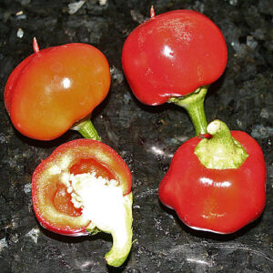 Ungarische Capsicum annuum. Zur Herstellung von Paprikapulver oder zur Zubereitung von Salaten. Ganz leichte Schärfe. Pulver, Flocken, Salat, Rot