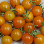 Ambrosia Gold ist persönlicher Favorit unter den Cherry Tomaten. Sehr ertragreiche Sorte, goldgelbe, sehr süße kleine Tomaten. Snack, Stabtomate, Cherry, Orange