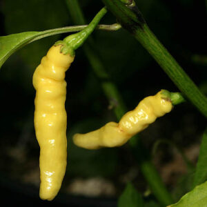 Aribibbi gusano (auch: Caterpillar Chili) aus Bolivien. Büsche tragen hunderte kleiner, sehr scharfer Schoten. Gelb, Pulver, Flocken