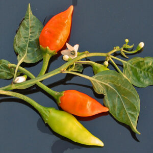 Capsicum annuum aus den USA, Pflanzen mit gigantischem Wachstum. Sie liefert hohe Erträge etwa 6cm langer und mittelscharfer Schoten. Snack, Salat, Pulver, Flocken, Orange